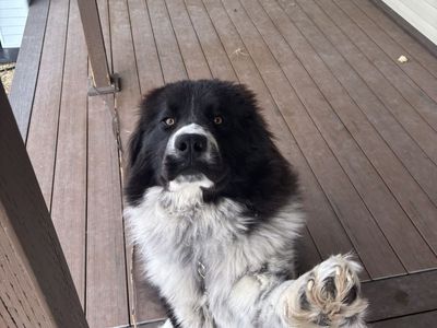 Great Pyrenees Mix