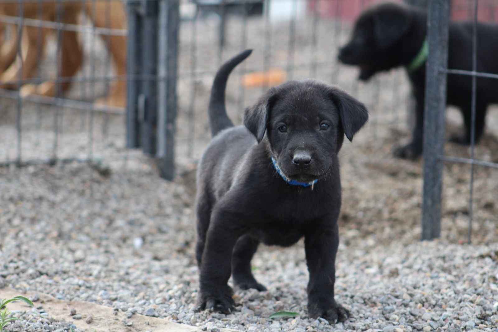 AKC Labrador Puppies-Field Bred & Health Tested Parents