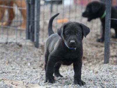 AKC Labrador Puppies-Field Bred & Health Tested Parents