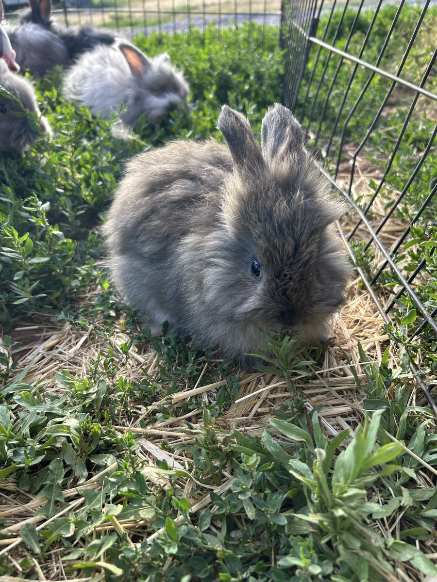 Purebred English Angora