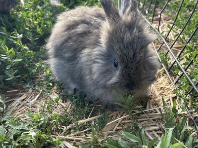 Purebred English Angora