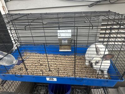 Bunny with Cage