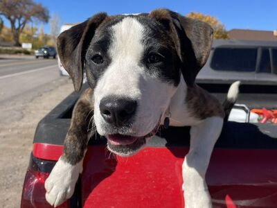 Boxer Border Collie Puppy