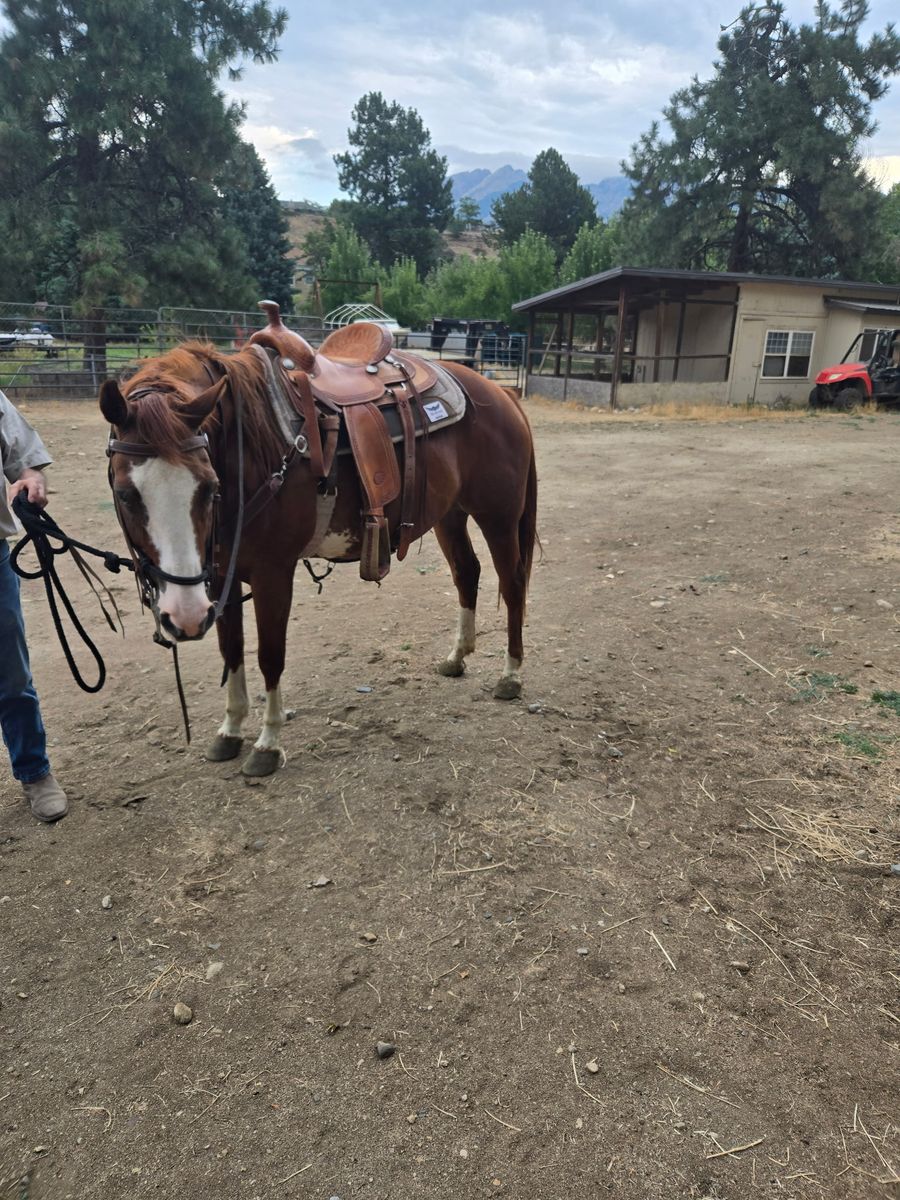 Paint horse six-year-old