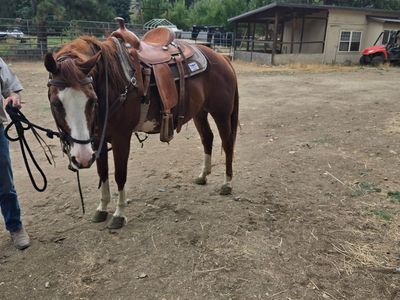 Paint horse six-year-old