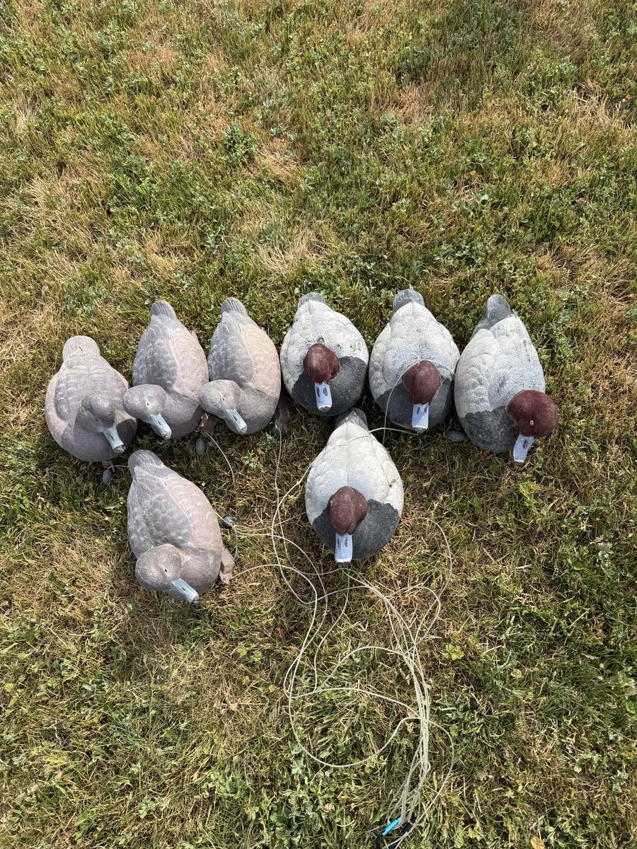 8 GHG Redhead Decoys