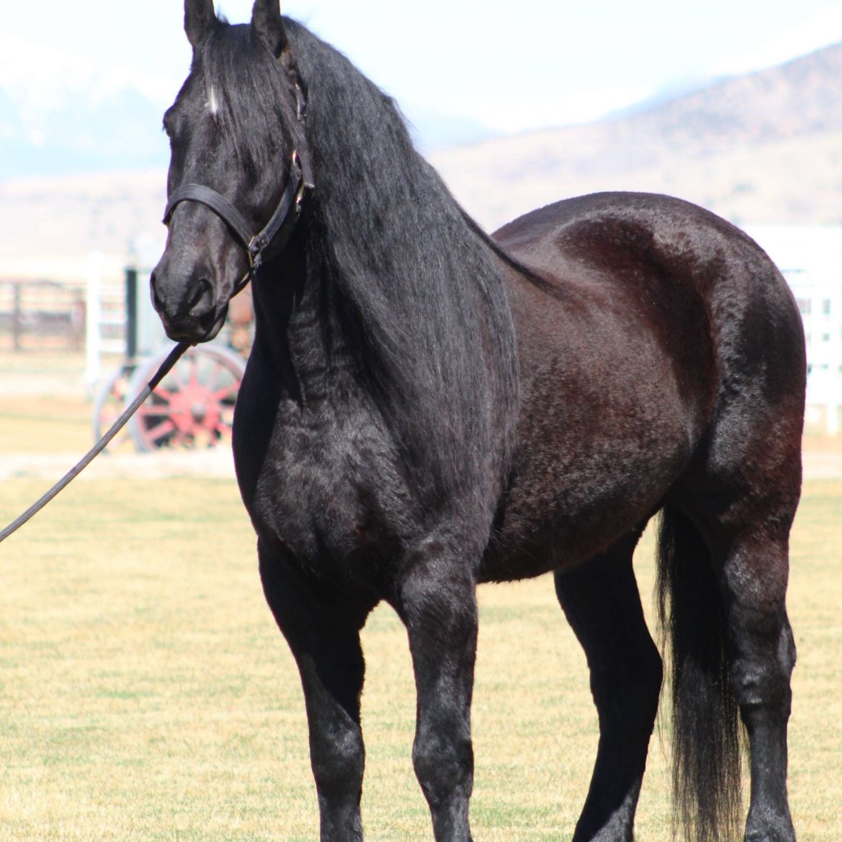 Very Broke Percheron/ Friesian Gelding