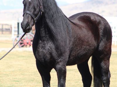 Very Broke Percheron/ Friesian Gelding