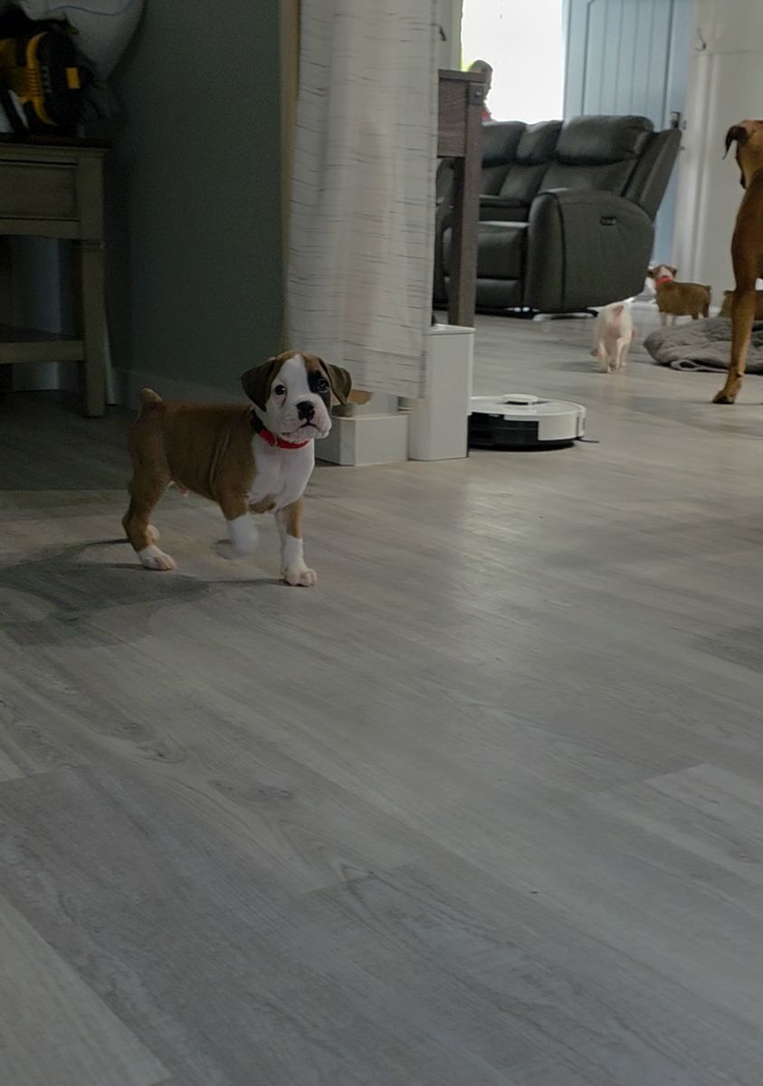 Boxer Puppies