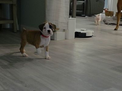 Boxer Puppies