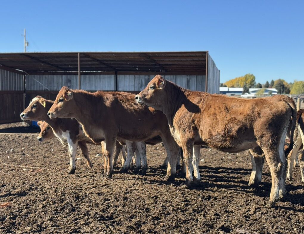 12 Nice Jersey Heifers for Sale