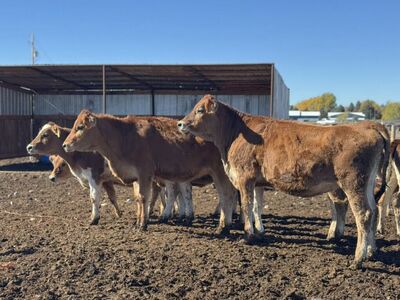 12 Nice Jersey Heifers for Sale