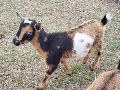 Nigerian Dwarf Doelings