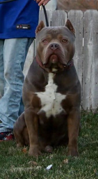 American Bully