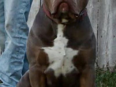 American Bully