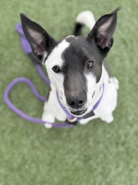 A159229 Penelope is Available for Adoption!