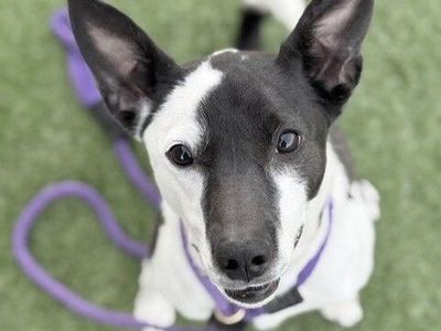 A159229 Penelope is Available for Adoption!