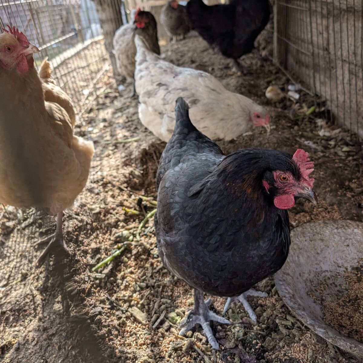Young laying hens of various breeds