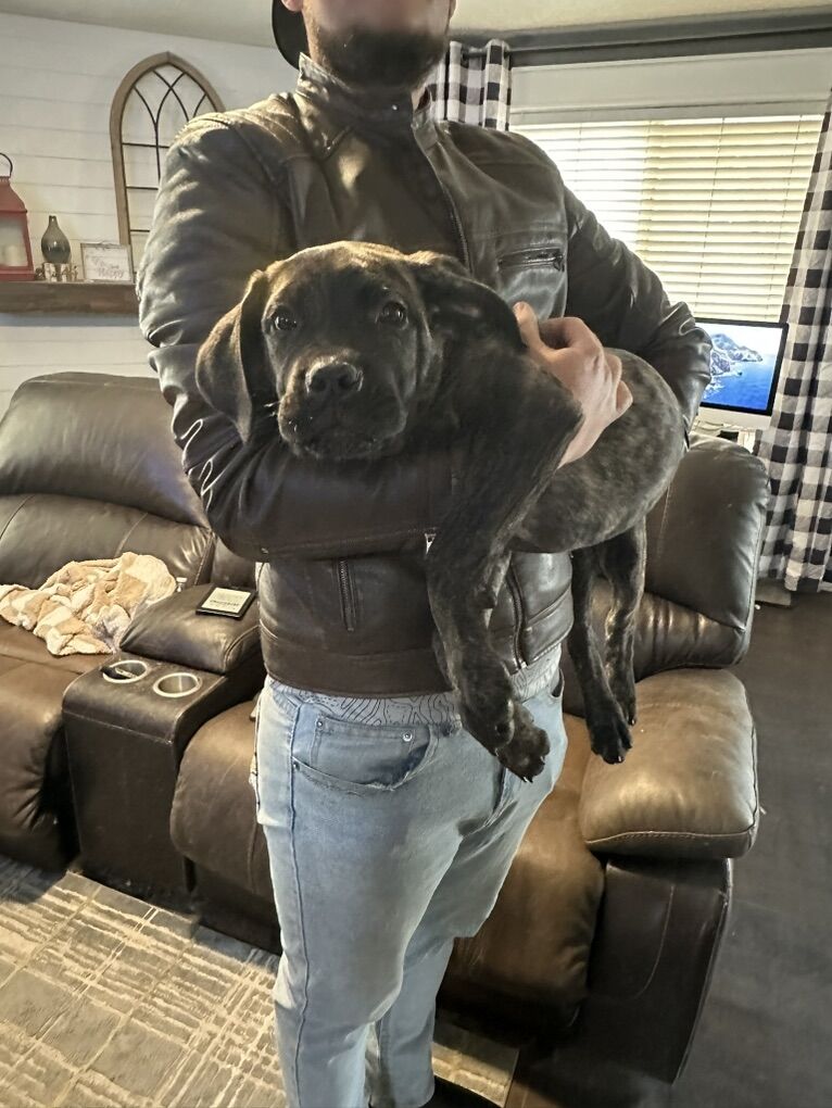 AKC Cane Corso Puppies - Ready Now!