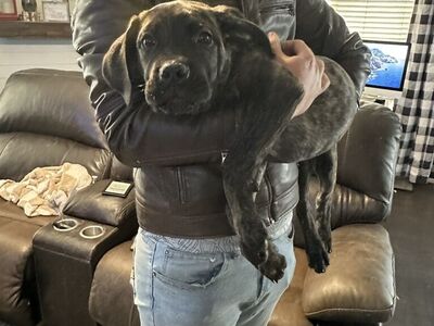 AKC Cane Corso Puppies - Ready Now!