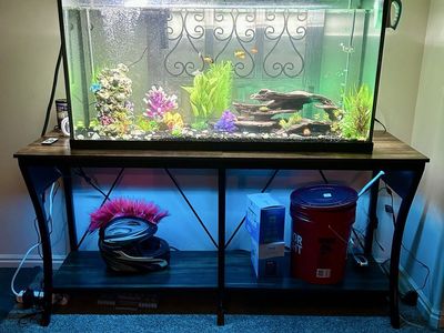 65 Gal fish tank & Table, Fish and accessories