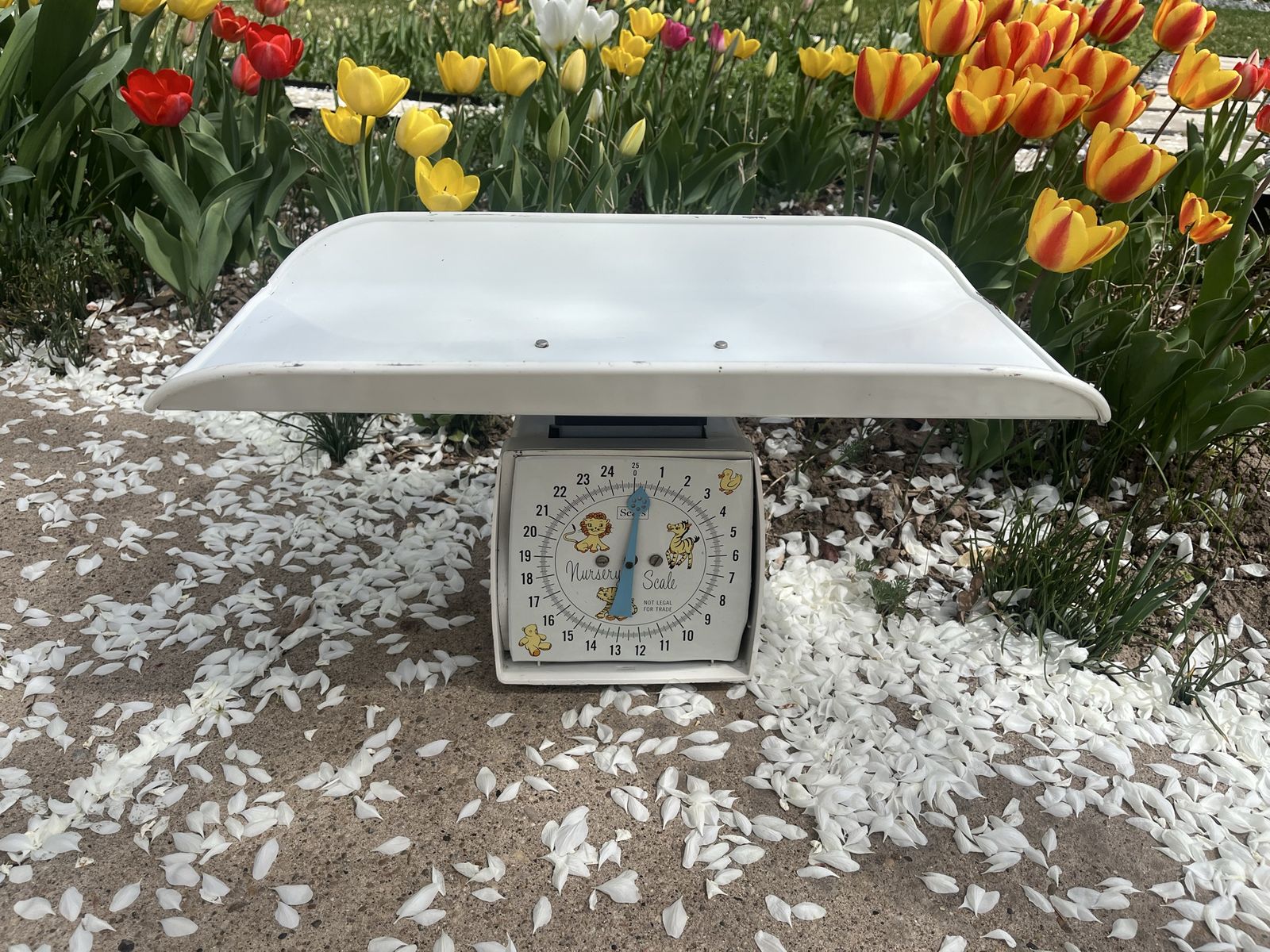 Vintage Sears Baby Scale