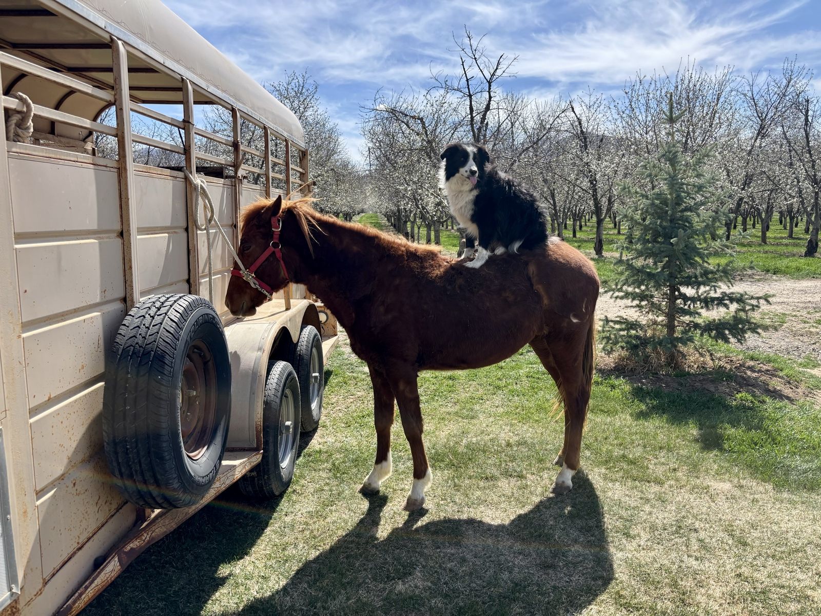 Grade Mare – QH/Pony Cross – Coming 2-Year-Old