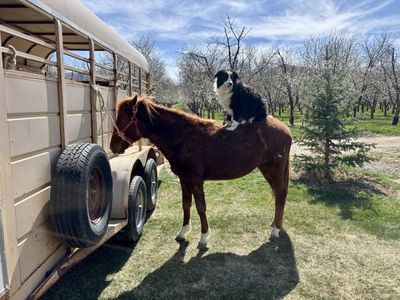 Grade Mare – QH/Pony Cross – Coming 2-Year-Old