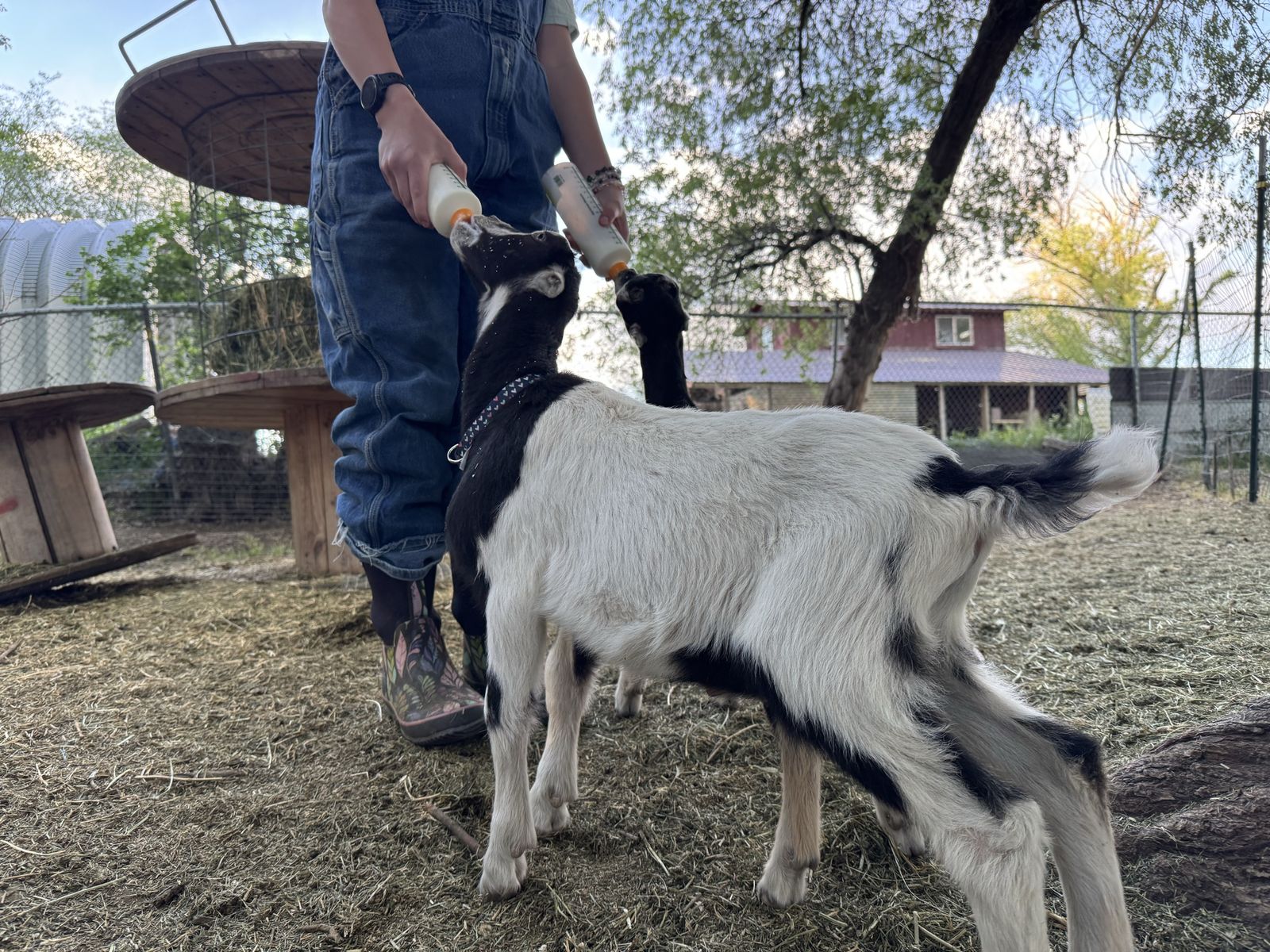Lamancha Bucklings - Purebred, Registrable. Pack Goats