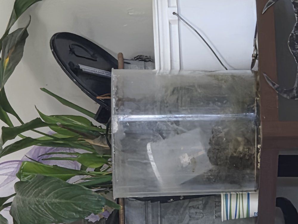 2 gallon fish tank