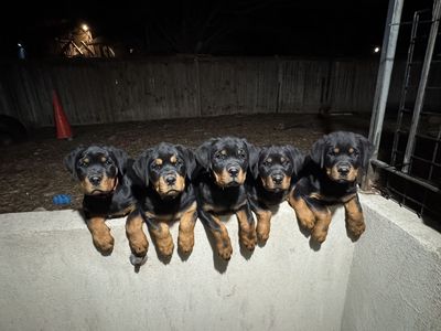 Rottweiler Puppies