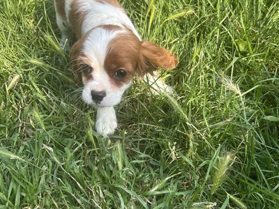 King Charles Cavaliers