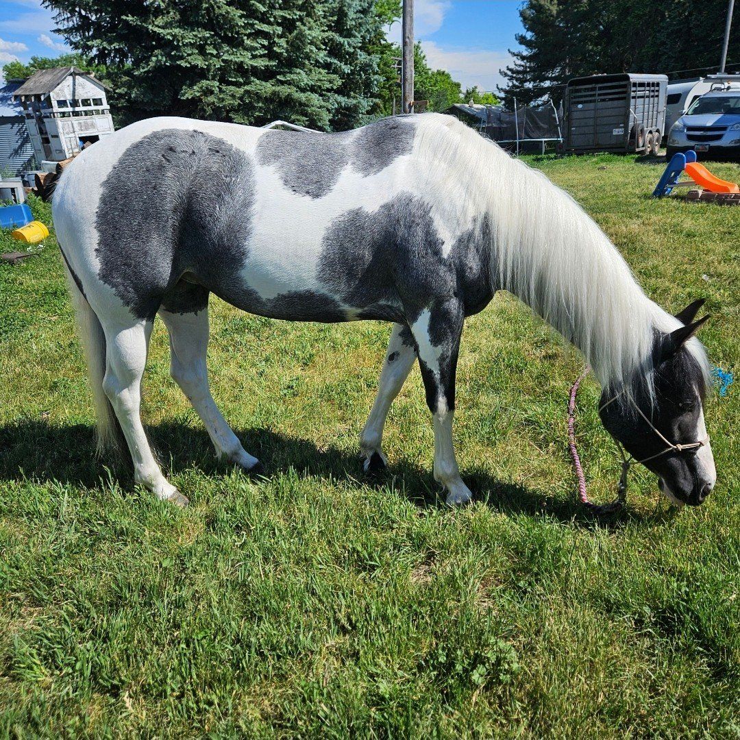 6 yr Blue Roan APHA Mare