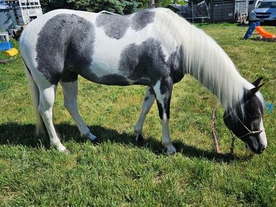 6 yr Blue Roan APHA Mare