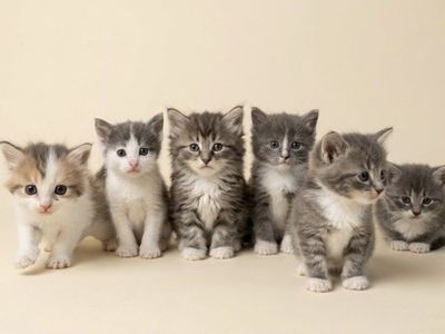 Kittens