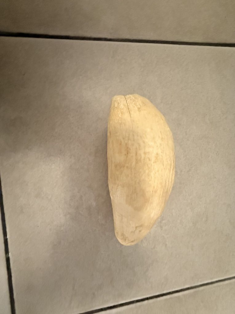 whale Tooth