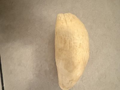 whale Tooth