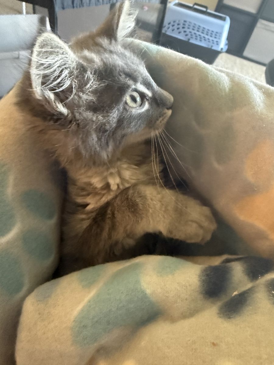 1 left! Maine Coon kittens