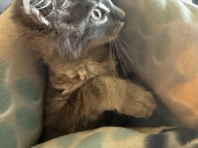 1 left! Maine Coon kittens