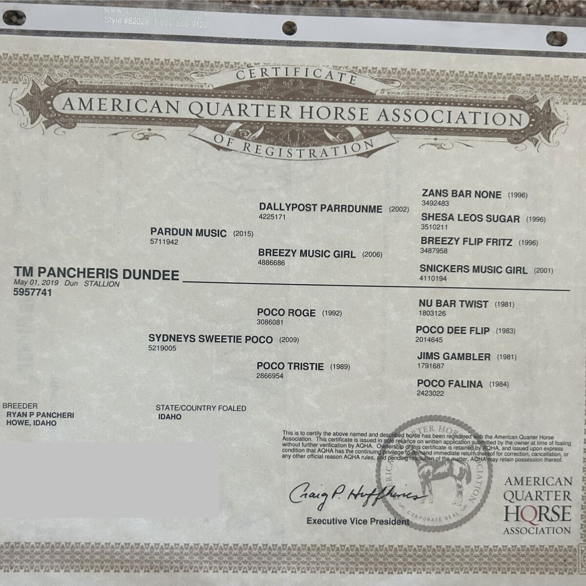 Big Registered 16.5hh QH stud