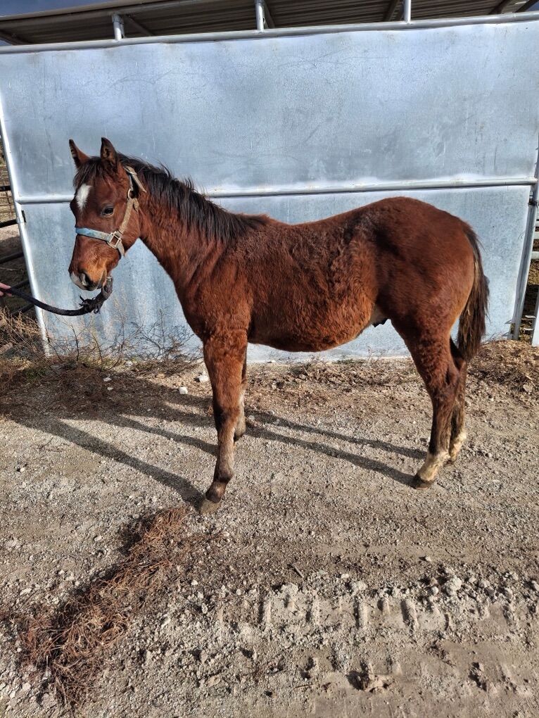 Bay Colt Grays Starlight X Paddys Irish Whiskey