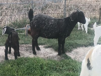 boer goat