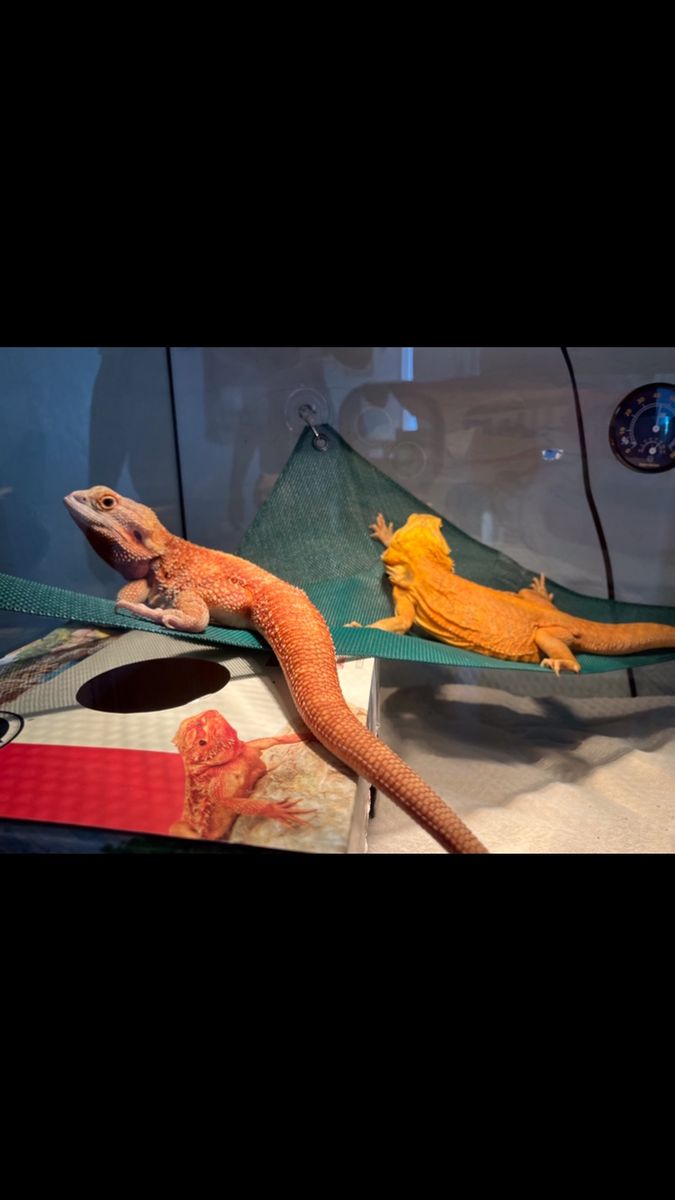 Big reptile tank
