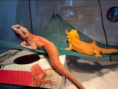 Big reptile tank