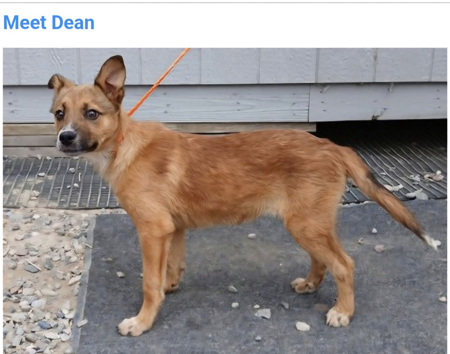 Dean, 4 month old Australian Cattle dog mix puppy