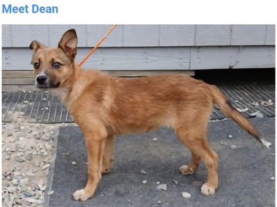Dean, 4 month old Australian Cattle dog mix puppy