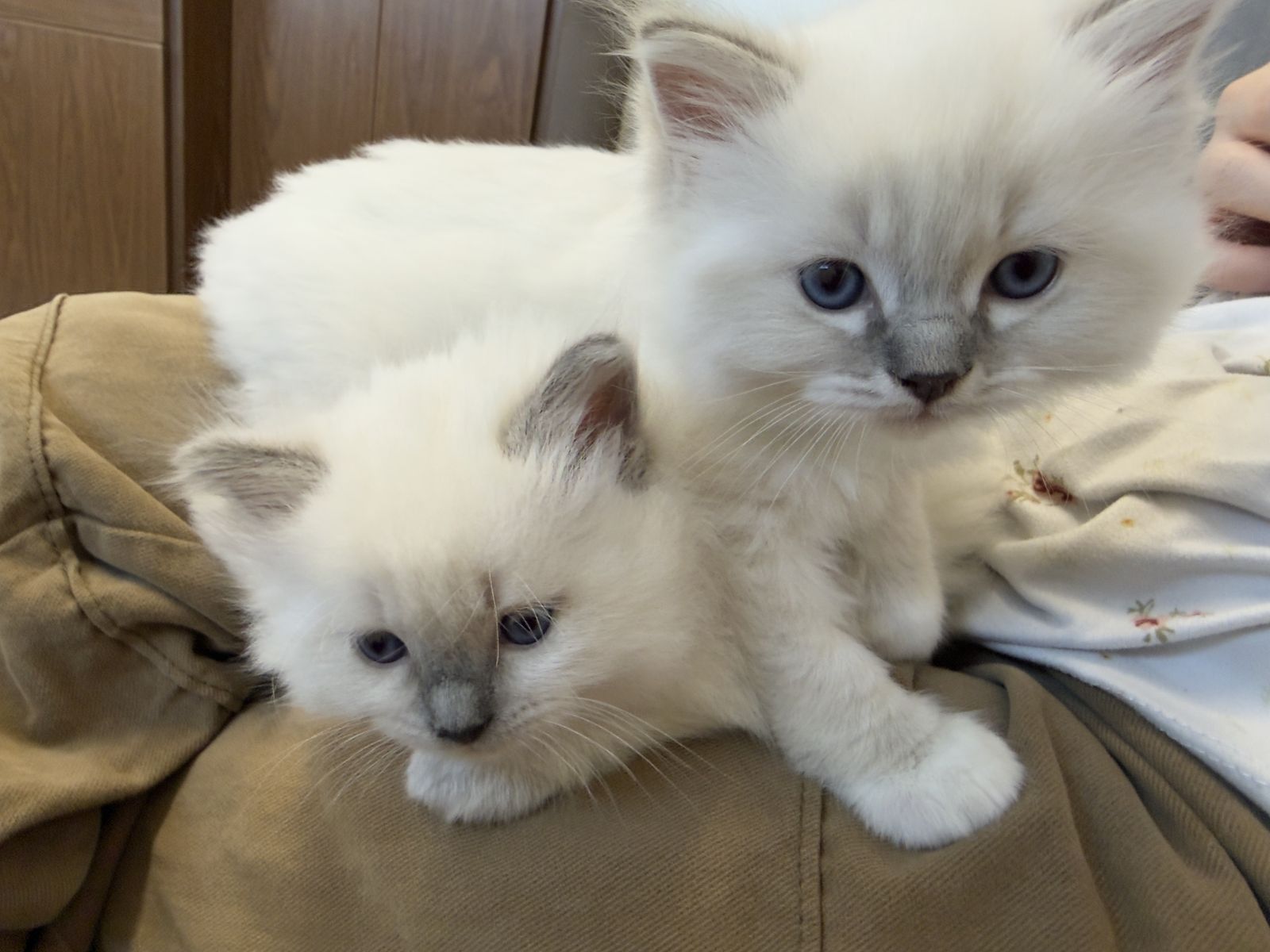 TICA Ragdoll Kittens Available