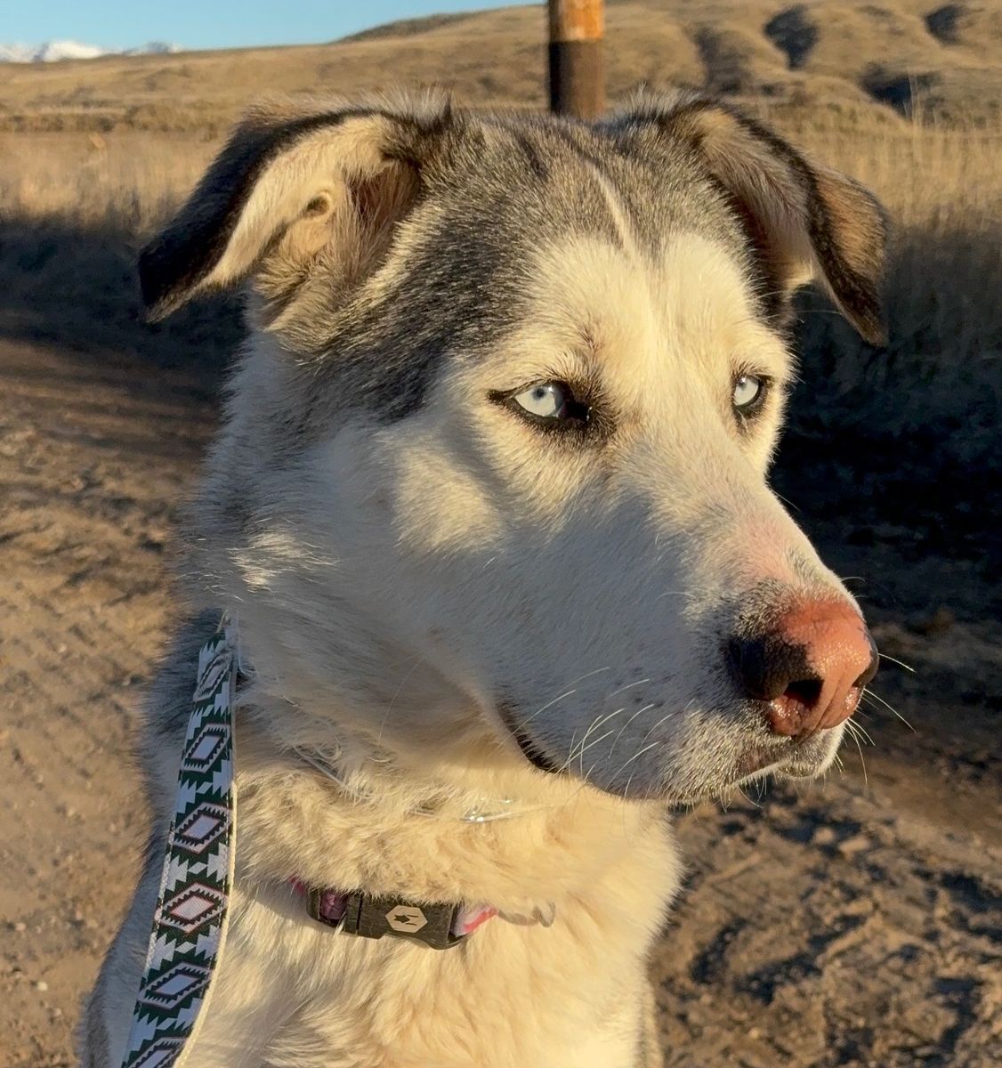 Meet Sadie