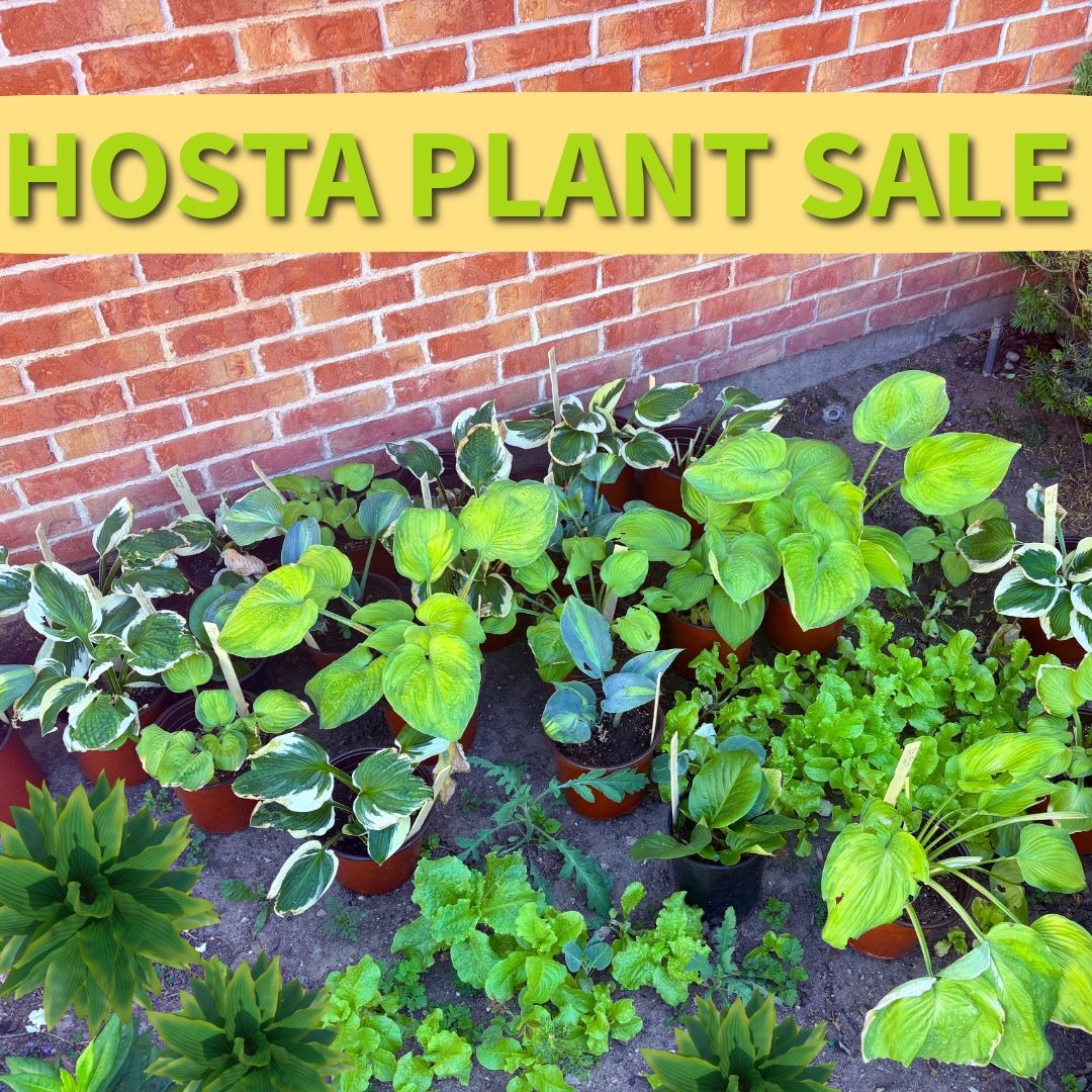 Variety of Hostas (shade plants)