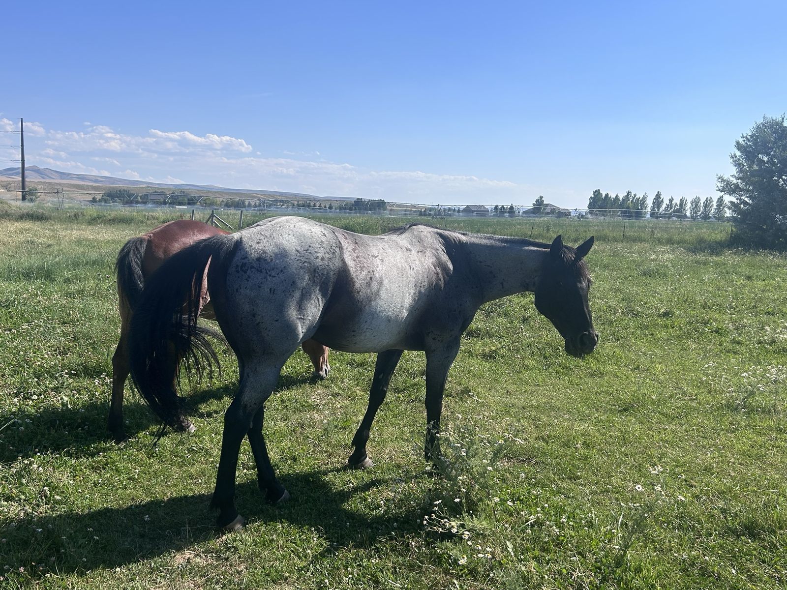 9 year old gelding for sale